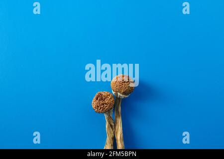 Trockene Psilocybin-Pilze auf hellblauem Hintergrund. Psychedelischer Zauberpilz Golden Teacher. Medizinische Verwendung. Mikrodosierkonzept. Stockfoto