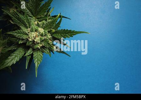 Hintergrund zu Cannabis. Frische Pflanze isoliert auf hellblau. Marihuanablätter aus nächster Nähe. Stockfoto