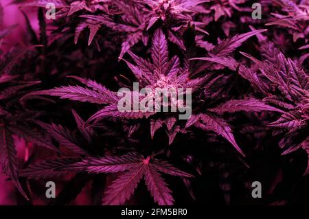 Nahaufnahme des Cannabisbusches in einer Growbox mit LED-Phyto-Lampe. Rosa Neon wachsen Licht. Kleinstanbau. Stockfoto