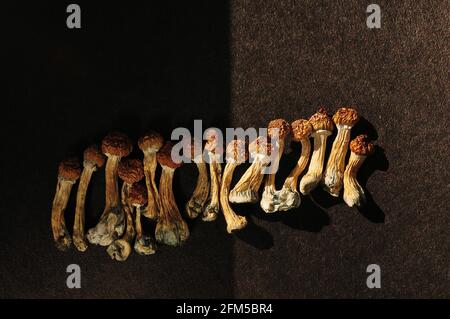 Getrocknetes Psilocybe cubensis auf schwarzem Hinterfransen, flaches Lay. Psilocybin-Pilze, kommen aus der Kälte. Magische schäumen den Goldenen Lehrer Stockfoto