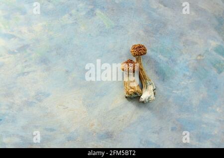 Psilocybe Cubensis Pilze isoliert auf grauem Hintergrund. Psilocybin psychedelische Zauberpilze Golden Teacher. Draufsicht, Nahaufnahme. Stockfoto