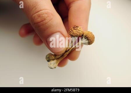 Psilocybe Cubensis Pilze in der Hand des Mannes auf weißem Hintergrund. Psilocybin psychedelische Zauberpilze Golden Teacher. Draufsicht, flach liegend. Stockfoto