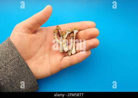 Psilocybe Cubensis Pilze in der Menschenhand auf blauem Hintergrund. Psilocybin psychedelische Zauberpilze Golden Teacher. Draufsicht, flach liegend. Mikrodosierung Stockfoto