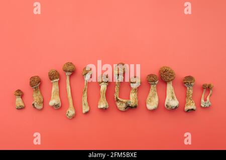 Psychedelische Zauberpilze Golden Teacher. Getrocknete Psilocybin-Pilze auf rosa Hintergrund. Mikrodosierkonzept. Stockfoto