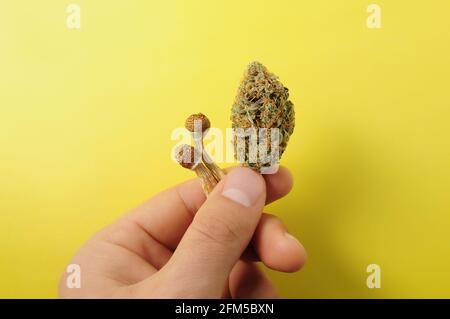 Mikrodosierkonzept. Getrockneter Psilocybe-Pilz und Cannabisknospe in der Hand des Mannes auf gelbem Hintergrund. Psychedelischer Aufenthalt, CBD-Erholung. Stockfoto