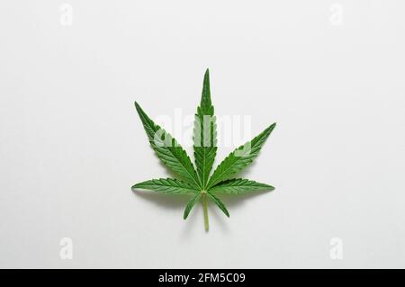 Schönes Cannabisblatt isoliert auf weißem Hintergrund. Frische Marihuanapflanze aus der Nähe, Draufsicht, flach liegend. Stockfoto