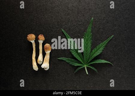 Getrocknete Psilocybe cubensis Psilocybin-Pilze und Cannabisblatt auf schwarzem Hintergrund, flach liegend. Psychedelischer Trip. Natürliche Kräutertherapie. Stockfoto