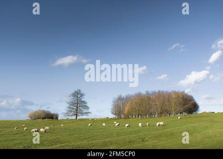 UK agriculture, farm scene. Sheep in field in winter (February), with trees on a hill and blue sky. Buckinghamshire, England Stockfoto