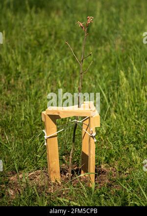 Junger, kürzlich gepflanzter Baum, der durch Holzpfosten und nicht flexible Riemen geschützt wird. Aufforstungskonzept. Stockfoto