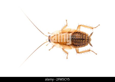 Bild von brauner Waldschabe auf weißem Hintergrund. Von oben. Insekt. Tier Stockfoto