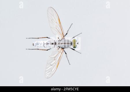 Bild der Asilidae sind die Raubfliegenfamilie, auch Assassinfliegen genannt. Auf weißem Hintergrund. Von oben. Insekt. Tier Stockfoto