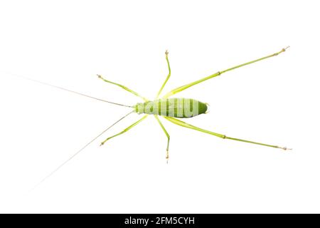 Bild von grünem Busch-Cricket lange gehörnte Heuschrecke auf weißem Hintergrund. Von oben. Insekt. Tier Stockfoto