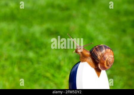 Traubenschnecke auf einem Glas Creme auf einem verschwommenen grünen Gras Hintergrund. Konzept der natürlichen Verjüngungscremes, Hautpflege. Stockfoto