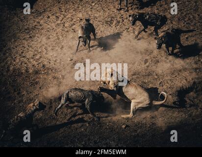 Der Schrott dauerte unglaubliche sechs Stunden. KRUGER NATIONAL PARK, SÜDAFRIKA: SEHEN SIE DEN Moment, in dem ein Löwe in einer SECHSSTÜNDIGEN Schlacht gegen DREISSIG Hyänen kämpfte Stockfoto