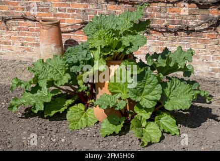 Rhabarber und Tonklöchentöpfe, um frühen Rhabarber anzuzwingen Eine Zuteilung Gartengrundstück im Frühjahr England Großbritannien GB Großbritannien Stockfoto