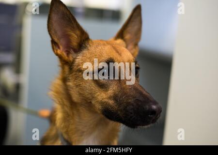 Belgischer Schäferhund Kopf Detail Stockfoto