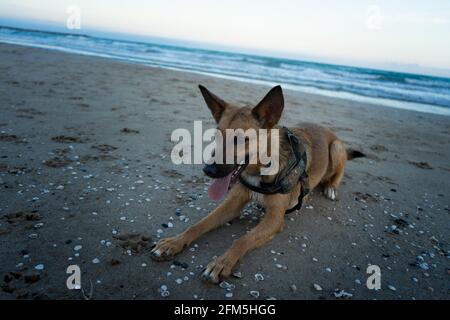 Belgischer Schäferhund liegt am Strand Stockfoto