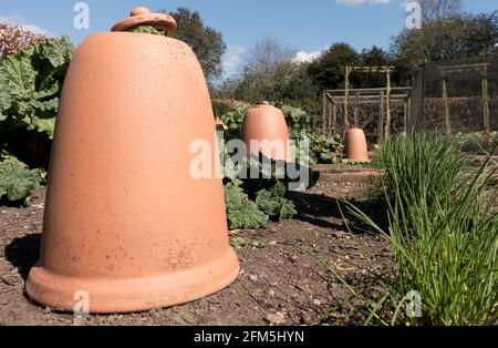 Wachsende Rhabarber in Ton Glocke Terrakotta zwingt Töpfe auf ein Schrebergarten Vereinigtes Königreich GB Großbritannien Stockfoto