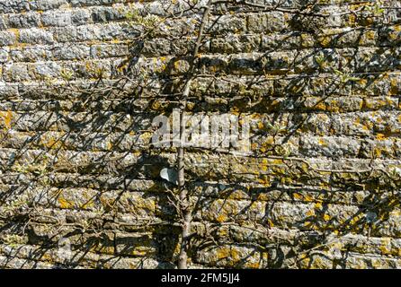 Birnenfruchtbaum Espalier Black Worcester wächst an einer Wand Im Frühjahr England GB Großbritannien GB Großbritannien Stockfoto