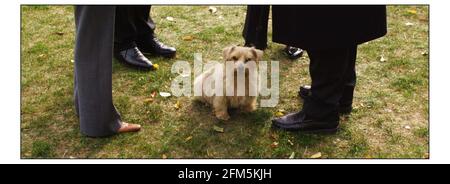 Westminster Dog of the Year.....Denzil der Norfolk Terrier von Viscount Colville of Culross. Pic David Sandison 20/10/2003 Stockfoto