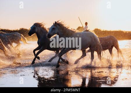 Aigues Mortes, Frankreich. Wildpferde der Camargue laufen auf dem Wasser Stockfoto