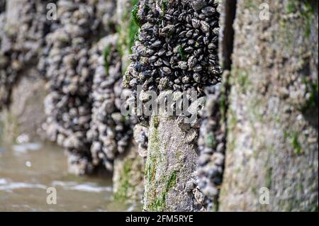 Gruppen von lebenden Muscheln Muscheln Muscheln Muscheln, die bei Ebbe auf Holzstangen in der Nordsee, Zoutelande, Zeeland, Niederlande wachsen Stockfoto