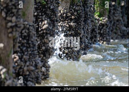 Gruppen von lebenden Muscheln Muscheln Muscheln Muscheln, die bei Ebbe auf Holzstangen in der Nordsee, Zoutelande, Zeeland, Niederlande wachsen Stockfoto