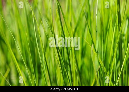 Blätter von jungen grünen Gras als Hintergrund Stockfoto