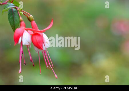 Nahaufnahme der Fuchsia-Blume. Stockfoto