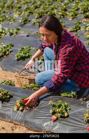 Natürliche Frau im roten Hemd pflückt Erdbeeren auf Erdbeerplantage; Konzept: Natürlicher Lebensstil, biologische Landwirtschaft Stockfoto