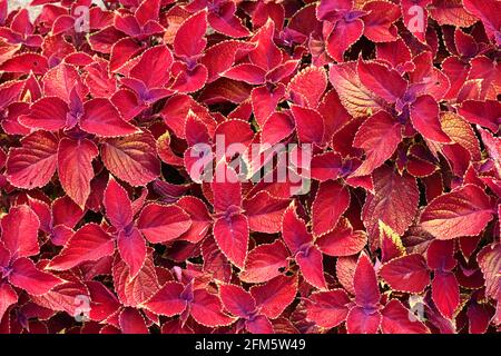 Bemalte Brennnessel (Coleus blumei). Die Art wurde zuerst von Java aus von einem holländischen Gärtner nach Europa eingeführt. Stockfoto