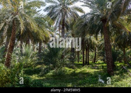 Dattelplantage im alten Dorf Al Hamra. Region Ad Dakhiliyah, Oman. Stockfoto