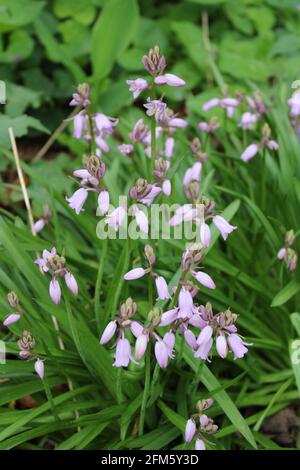 Ein Haufen hellvioletter Holzhyazinthen in Blüte Stockfoto