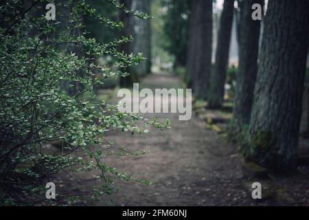 bush mit jungen Blättern im Frühling. Weg durch alten verlassenen Friedhof. Stockfoto
