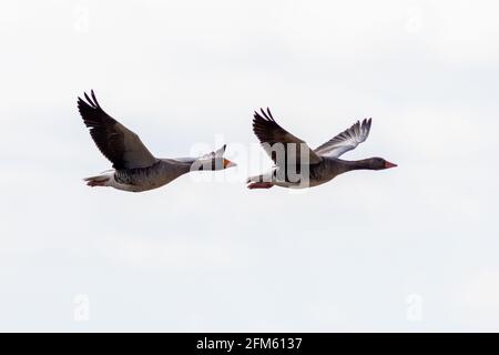 Graugans (Anser Anser) im Flug Stockfoto