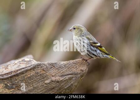 Eurasischer Siskin (Carduelis spinus) auf einem Baumstamm Stockfoto
