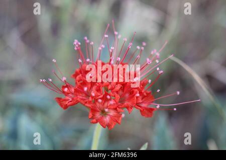 Teufelsstrauß oder scharlachrote Moschusblüte Stockfoto