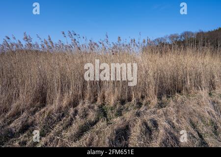 Langes, trockenes Schilf mit blauem Himmel im Hintergrund. Bild aus Hamburgsund, Schweden Stockfoto