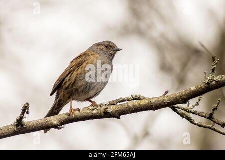 Heckenbraunelle (Prunella Modularis) thront auf einem Ast Stockfoto
