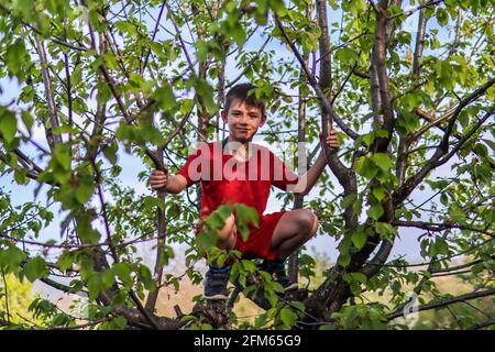 Glücklicher kleiner Junge auf einem Apfelbaum und halt Zu den Zweigen im Obstgarten an einem sonnigen Frühling Tag Stockfoto