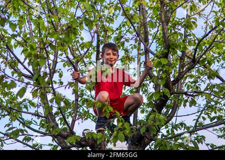 Der Junge kletterte in den Baldachin eines Apfelbaums Und lachte an einem sonnigen Frühlingstag in der Natur Stockfoto