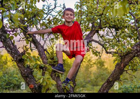 Der glückliche kleine Junge in roten Shorts auf einem Apfel Baum und halte die Zweige in einem Obstgarten fest An einem sonnigen Frühlingstag Stockfoto