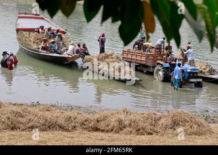 Kishoreganj, Bangladesch - 01. Mai 2021: Bauern schnitten von Nikli Haor in Kishoreganj Reisfelder ab und brachten sie mit dem Boot. Später wird das Reisfeld nach Hause gebracht Stockfoto