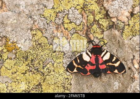 Die Scharlachrote Tiger Moth Arctia Festiva, Ehemals Panaxia Dominula Stockfoto