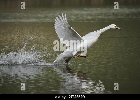 Nahaufnahme eines Tundra-Schwans, der vom See abbricht - perfekt für den Hintergrund Stockfoto