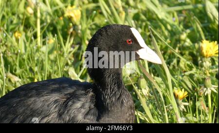 Seitenprofil des eurasischen Buschs (Fulica atra) Stockfoto