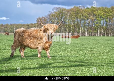 Hochlandrinder Stockfoto