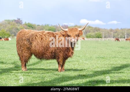 Hochlandrinder Stockfoto