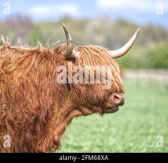 Hochlandrinder Stockfoto