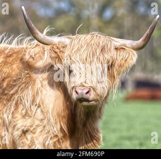 Hochlandrinder Stockfoto